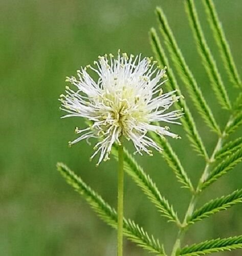 100 Illinois Bundleflower Prairie Mimosa Desmanth Illinoensis Flower Seeds Fresh Garden