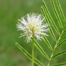 100 Illinois Bundleflower Prairie Mimosa Desmanth Illinoensis Flower Seeds Fresh Garden