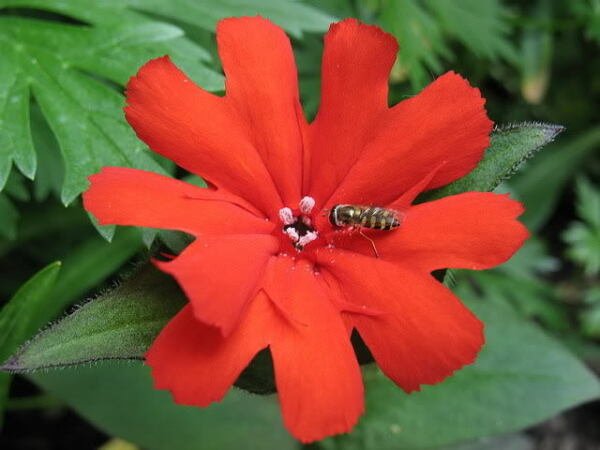 25 Vesuvi Campion Red Orange Lychnis Arkwrightii Catchfly Flower Seeds Fresh Garden