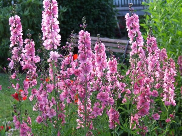 50 Pink Checkermallow Sidalcea Hendersonii Henderson'S Checkerbloom Flower Seeds Fresh Garden