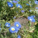 25 Blue Chilean Bellflower Nolana Paradoxa Succulent Ground Cover Flower Seeds Fresh Garden