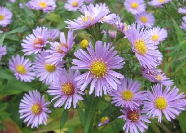 100 Heart Leaved Aster Cordifoli Blue Wood Aster Flower Seeds Ip Fresh Garden