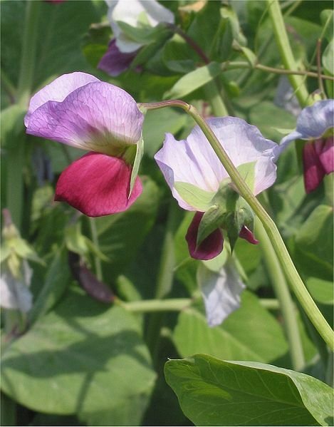 50 Austrian Winter Pea Caley Flower Pisum Sativum Ground Cover Crop Legume Seeds Fresh Garden