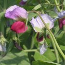 50 Austrian Winter Pea Caley Flower Pisum Sativum Ground Cover Crop Legume Seeds Fresh Garden