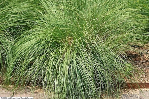 200 Prairie Dropseed Ornamental Native Grass Sporobol Heterolepis Seeds Fresh Garden