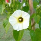 10 White Christmas Vine Turbina Flower Rivea Corymbosa Ornamental Climber Seeds Fresh Garden