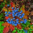 20 Oregon Grape Holly Fruit Vine Hollyleaved Barberry Mahonia Aquifolium Seeds Fresh Garden