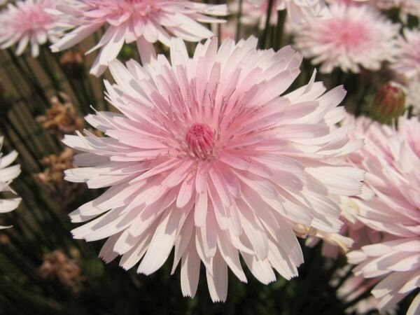 25 Pink Hawksbeard Crepis Rubra Flower Seeds Everlasting Daisy Two Tone Double Fresh Garden