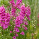100 Sublime Pink Larkspur Consolida Ambigua Ajacis Delphinium Bright Pink Seeds Fresh Garden