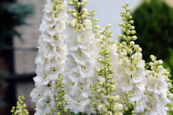 150 White King Larkspur Delphinium Consolida Giant Imperial Flower Seeds Fresh Garden
