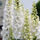 150 White King Larkspur Delphinium Consolida Giant Imperial Flower Seeds Fresh Garden