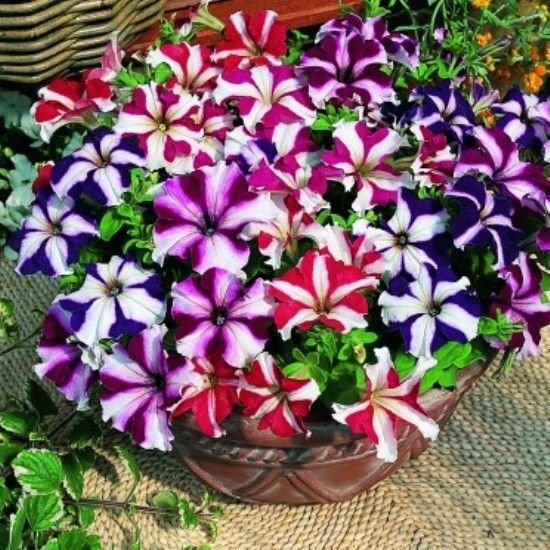 100 Star Mix Petunia Mixed Colors Petunia Violacea Flower Seeds Red Blue Purple Fresh Garden