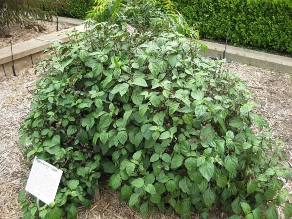 5 True Patchouli Shrub Fragrant Patchouly Pogostemon Cablin Herb Seeds Fresh Garden