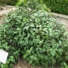5 True Patchouli Shrub Fragrant Patchouly Pogostemon Cablin Herb Seeds Fresh Garden