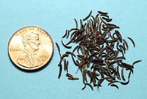 100 Kala Jeera Imperial Black Cumin Spice Plant Bunium Persicum Herb Seeds Fresh Garden