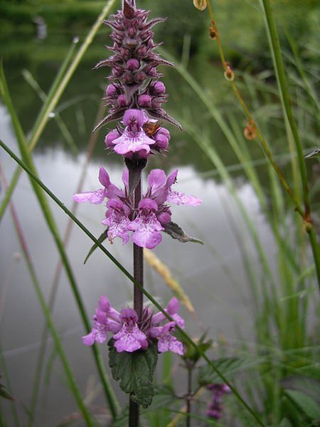 25 Marsh Woundwort Hedge Nettle Stachys Palustris Herb Purple Flower Seeds Moist Fresh Garden