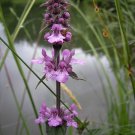 25 Marsh Woundwort Hedge Nettle Stachys Palustris Herb Purple Flower Seeds Moist Fresh Garden