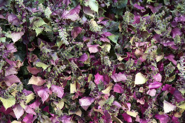 300 Purple Shiso Aka Perilla Frutescens Ornamental Herb Seeds Green Purple Fresh Garden