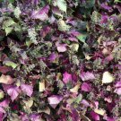300 Purple Shiso Aka Perilla Frutescens Ornamental Herb Seeds Green Purple Fresh Garden