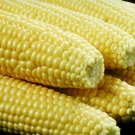 100 Iochief Yellow Sweet Corn Aas Winner Zea Mays Vegetable Seeds Fresh Garden