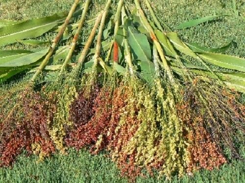 50 Mixed Colors Broom Corn Sorghum Bicolor Heirloom Grain Seeds For Dried Decor Fresh Garden