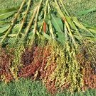 50 Mixed Colors Broom Corn Sorghum Bicolor Heirloom Grain Seeds For Dried Decor Fresh Garden