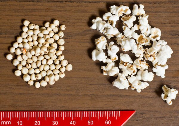 75 White Popping Sorghum Bicolor Snack Vegetable Flour Grain Seeds Fresh Garden