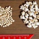 75 White Popping Sorghum Bicolor Snack Vegetable Flour Grain Seeds Fresh Garden