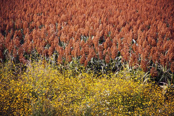20 Syrup Rox Orange Sorghum Waconia Sugar Cane Bicolor Vegetable Grain Seeds Fresh Garden