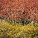 20 Syrup Rox Orange Sorghum Waconia Sugar Cane Bicolor Vegetable Grain Seeds Fresh Garden