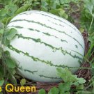 50 Dixie Queen Watermelon White Red Citrull Lanat Melon Fruit Vine Seeds Fresh Garden