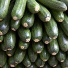 30 Gray Zucchini Heirloom Summer Bush Squash Cucurbita Pepo Vegetable Seeds Fresh Garden