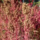 50 Organic Red Aztec Spinach Huauzontle Chenopodium Berlandieri Vegetable Seeds Fresh Garden