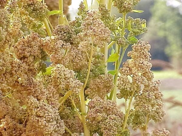 50 Organic Mint Vanilla Quinoa Green White Chenopodium Vegetable Grain Seeds Fresh Garden
