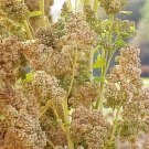 50 Organic Mint Vanilla Quinoa Green White Chenopodium Vegetable Grain Seeds Fresh Garden