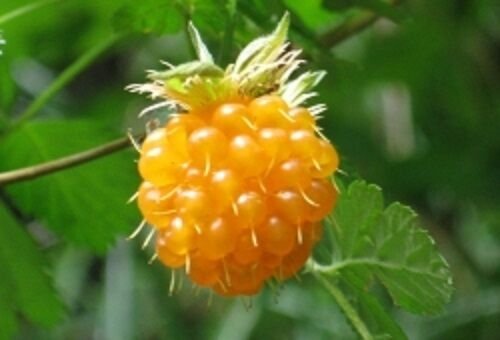 20 Salmonberry Russian Raspberry Rub Spectabilis Fruit Seeds Purple Flowers Fresh Garden