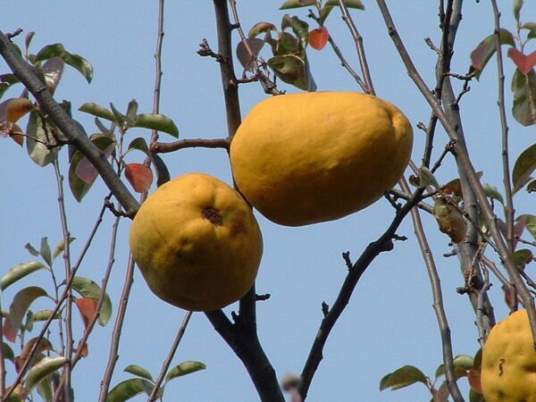 20 Chinese Quince Fruit Tree Chaenomeles Sinensis Fruit Flower Seeds Thornless Fresh Garden