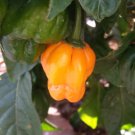 40 Orange Scotch Bonnet Pepper Very Hot Jamaican Capsicum Annuum Vegetable Seeds Fresh Garden