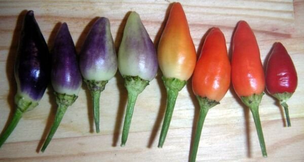 25 Bolivian Rainbow Pepper Multi Colored Chili Capsicum Annuum Vegetable Seeds Fresh Garden