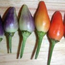 25 Bolivian Rainbow Pepper Multi Colored Chili Capsicum Annuum Vegetable Seeds Fresh Garden