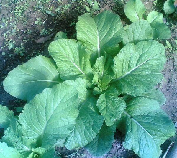 3000 Florida Broadleaf Mustard Brassica Juncea Herb Vegetable Seeds Fresh Garden