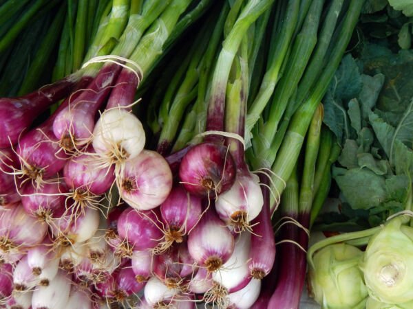 100 Scarlet Bandit Bunching Onion Red Allium Cepa Vegetable Seeds Fresh Garden