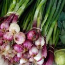 100 Scarlet Bandit Bunching Onion Red Allium Cepa Vegetable Seeds Fresh Garden