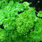 500 Forest Green Parsley Petroselinum Crispum Double Triple Curl Vegetable Seeds Fresh Garden