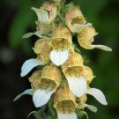 200 Grecian Foxglove Wooly Digitalis Lanata Hummingbird White Yellow Flower Seed Fresh Garden