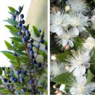 20 True Myrtle Myrt Communis White Flower Edible Blue Berry Fruit Shrub Seeds Fresh Garden