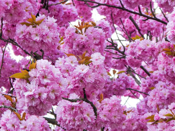 10 Japanese Flowering Cherry Tree Oriental Prun Serrulata Flower Seeds Fresh Garden