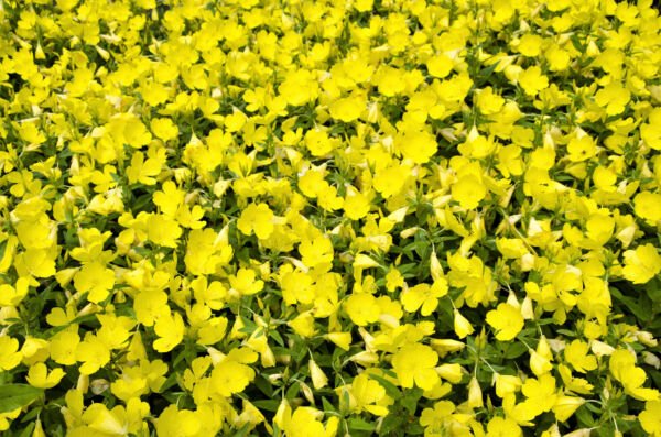150 Dwarf Evening Primrose Missouri Ozark Sundrops Oenothera Yellow Flower Seeds Fresh Garden