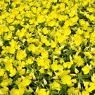 150 Dwarf Evening Primrose Missouri Ozark Sundrops Oenothera Yellow Flower Seeds Fresh Garden