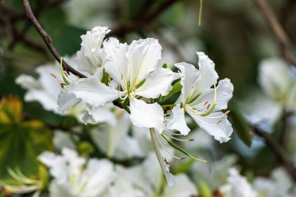 10 White Orchid Tree Bauhinia Alba Camel'S Foot Butterfly Flower Tree Seeds Fresh Garden